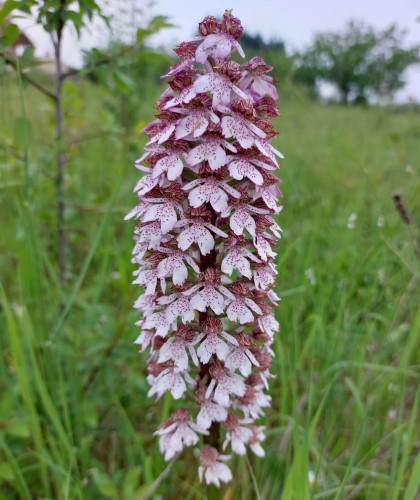 biodiversite-flore